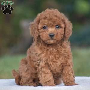 Violin, Cavapoo Puppy